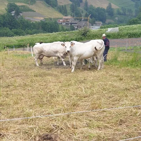Alojamento de Acomodação e Pequeno-almoço Antica Casa Occitana 3*