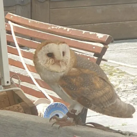 Alojamento de Acomodação e Pequeno-almoço Antica Casa Occitana