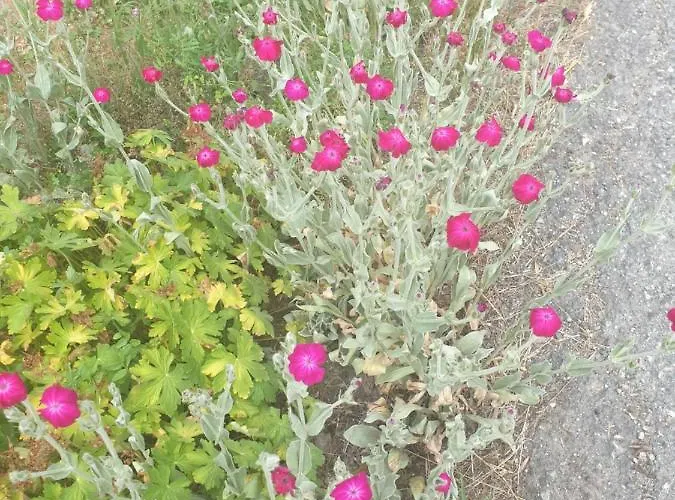 Antica Casa Occitana 3*